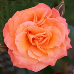 'Gavnø'™ Rosa X 'Gavnø'™ (Storblomstrende) A-Kvalitet,- Barrods Roser Min. 3 Grene -GrønGlæde Salgsbutik p23692 51504 rosa gavnoe storblomstrende cccb