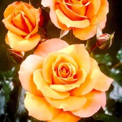 'Gavnø'™ Rosa X 'Gavnø'™ (Storblomstrende) A-Kvalitet,- Barrods Roser Min. 3 Grene -GrønGlæde Salgsbutik p23692 51505 rosa gavnoe storblomstrende 871e