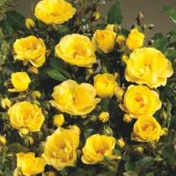 'Golden Eye Cover'® Rosa X 'Golden Eye Cover'® (Bunddækkerose) A-Kvalitet,- Barrods Roser Min. 3 Grene -GrønGlæde Salgsbutik p23708 51966 rosa x golden eye cover bunddaekkerose 9555