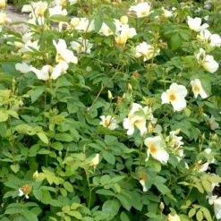 'Golden Wings' Rosa X 'Golden Wings' (Buskrose) A-Kvalitet,- Barrods Roser Min. 3 Grene -GrønGlæde Salgsbutik p23709 52409 rosa x golden wings buskrose 002c