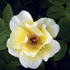 'Golden Wings' Rosa X 'Golden Wings' (Buskrose) A-Kvalitet,- Barrods Roser Min. 3 Grene -GrønGlæde Salgsbutik p23709 52410 rosa x golden wings buskrose 7cf1