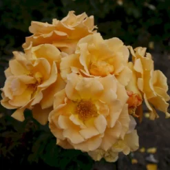 'Goldener Olymp'® Rosa X 'Goldener Olymp'® (Slyngrose) A-Kvalitet,- Barrods Roser Min. 3 Grene -GrønGlæde Salgsbutik p23710 53574 rosa x goldener olymp slyngrose a2ec
