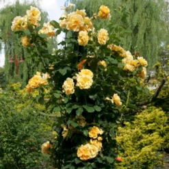'Goldener Olymp'® Rosa X 'Goldener Olymp'® (Slyngrose) A-Kvalitet,- Barrods Roser Min. 3 Grene -GrønGlæde Salgsbutik p23710 53575 rosa x goldener olymp slyngrose a9a6