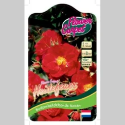 Bunddækkende Rose Rosa 'Heidefeuer®' 3,0 Liter Potte