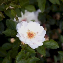 'Jacqueline Du Pré' Rosa X 'Jacqueline Du Pré' (Buskrose) A-Kvalitet,- Barrods Roser Min. 3 Grene