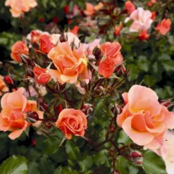 'Jazz'® Rosa X 'Jazz'® (Bunddækkerose) A-Kvalitet,- Barrods Roser Min. 3 Grene -GrønGlæde Salgsbutik p23790 53979 rosa x jazz bunddaekkerose 4c49
