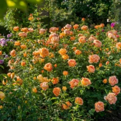 'Lady Of Shalott' Rosa X 'Lady Of Shalott' (Engelsk Rose) A-Kvalitet,- Barrods Roser Min. 3 Grene -GrønGlæde Salgsbutik p23841 53057 rosa x lady of shalott engelsk rose 7cd0