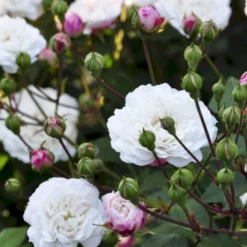 'Little White Pet' Rosa X Sempervirens 'Little White Pet' A-Kvalitet,- Barrods Roser Min. 3 Grene