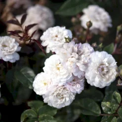 'Little White Pet' Rosa X Sempervirens 'Little White Pet' A-Kvalitet,- Barrods Roser Min. 3 Grene -GrønGlæde Salgsbutik p23863 51610 rosa x sempervirens little white pet 3439