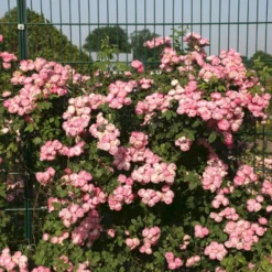 'Raubritter'® Rosa Macrantha 'Raubritter'® (Buskrose) A-Kvalitet,- Barrods Roser Min. 3 Grene -GrønGlæde Salgsbutik p23876 53630 rosa macrantha raubritter buskrose 598b