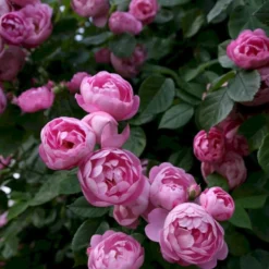 'Raubritter'® Rosa Macrantha 'Raubritter'® (Buskrose) A-Kvalitet,- Barrods Roser Min. 3 Grene -GrønGlæde Salgsbutik p23876 53631 rosa macrantha raubritter buskrose 7678