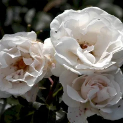 'Margaret Merril' Rosa X 'Margaret Merril' (Storblomstrende) A-Kvalitet,- Barrods Roser Min. 3 Grene