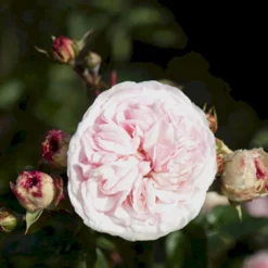 'Mariatheresia'® Rosa X 'Mariatheresia'® (Buketrose) A-Kvalitet,- Barrods Roser Min. 3 Grene -GrønGlæde Salgsbutik p23897 51623 rosa x mariatheresia buketrose 7e47