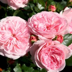 'Mariatheresia'® Rosa X 'Mariatheresia'® (Buketrose) A-Kvalitet,- Barrods Roser Min. 3 Grene -GrønGlæde Salgsbutik p23897 53983 rosa x mariatheresia buketrose ba4b