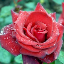 'Miss Schweiz'® Rosa X 'Miss Schweiz'® (Storblomstrende) 3,0 Liter Potte -GrønGlæde Salgsbutik p23927 51335 rosa x miss schweiz storblomstrende 6d40