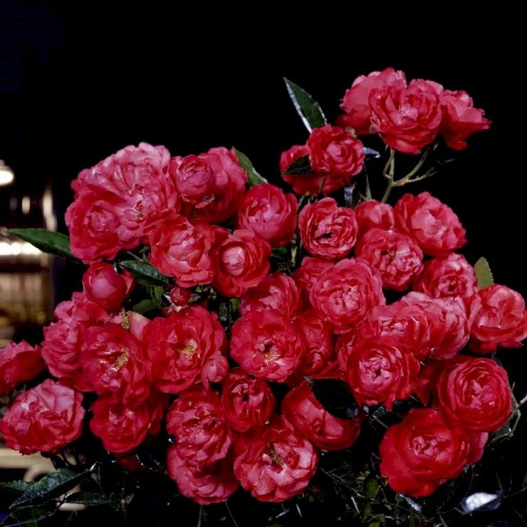 'Morsdag' Rosa X 'Morsdag' (miniaturerose) A-Kvalitet,- Barrods Roser Min. 3 Grene 1 'Morsdag' Rosa X 'Morsdag' (miniaturerose) A-Kvalitet,- Barrods Roser Min. 3 Grene