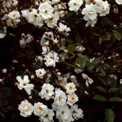 'Trier' Rosa Moschata 'Trier' (Moskusrose) A-Kvalitet,- Barrods Roser Min. 3 Grene