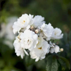 'Waterloo' Rosa X 'Waterloo' (Buskrose) A-Kvalitet,- Barrods Roser Min. 3 Grene