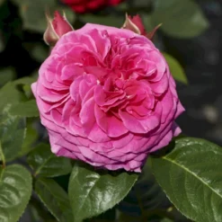 'Naomi™ Renaissance'® Rosa X 'Naomi™ Renaissance'® (Renaissancerose) A-Kvalitet,- Barrods Roser Min. 3 Grene -GrønGlæde Salgsbutik p23967 52177 rosa x naomi renaissance renaissancerose b4d1