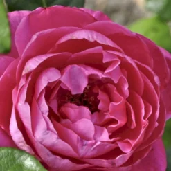 'Naomi™ Renaissance'® Rosa X 'Naomi™ Renaissance'® (Renaissancerose) A-Kvalitet,- Barrods Roser Min. 3 Grene -GrønGlæde Salgsbutik p23967 52178 rosa x naomi renaissance renaissancerose 3587