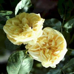 Nye udgivelser 13 'Gloire De Dijon' Rosa Noisettana 'Gloire De Dijon' (Slyngrose) A-Kvalitet,- Barrods Roser Min. 3 Grene