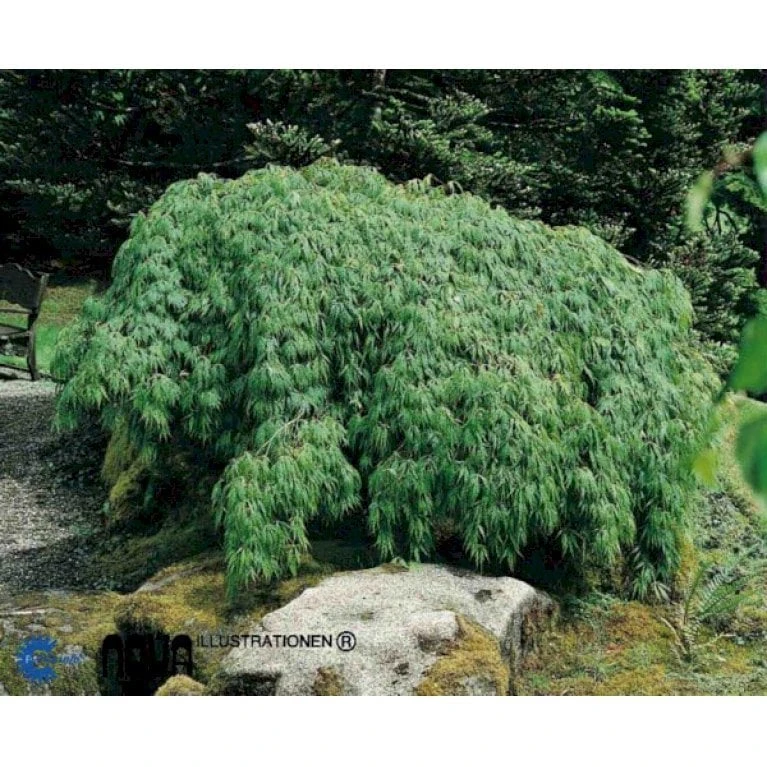 Japansk Dværgahorn 'Viride' Acer Palmatum Dissectum 'Viride' Potte 4,0 Liter,- 40-50 Cm. 1 Japansk Dværgahorn 'Viride' Acer Palmatum Dissectum 'Viride' Potte 4,0 Liter,- 40-50 Cm.