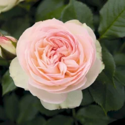 'Pastella'® Rosa X 'Pastella'® (Buketrose) A-Kvalitet,- Barrods Roser Min. 3 Grene -GrønGlæde Salgsbutik p24016 54029 rosa x pastella buketrose a530