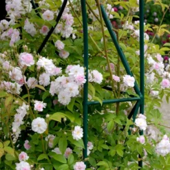 'Paul's Himalayan Musk' Rosa Moschata 'Paul's Himalayan Musk' (Moskusrose) A-Kvalitet,- Barrods Roser Min. 3 Grene