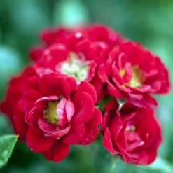 'Peter Pan' Rosa X 'Peter Pan' (Buketrose) A-Kvalitet,- Barrods Roser Min. 3 Grene -GrønGlæde Salgsbutik p24038 51651 rosa x peter pan buketrose 15e7