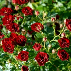 'Peter Pan' Rosa X 'Peter Pan' (Buketrose) A-Kvalitet,- Barrods Roser Min. 3 Grene -GrønGlæde Salgsbutik p24038 51652 rosa x peter pan buketrose 3c72