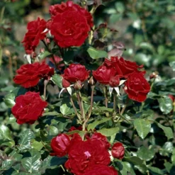 'Peter Wessel'® Rosa X 'Peter Wessel'® (Buketrose) A-Kvalitet,- Barrods Roser Min. 3 Grene -GrønGlæde Salgsbutik p24039 51654 rosa x peter wessel buketrose f347
