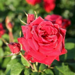 'Peter Wessel'® Rosa X 'Peter Wessel'® (Buketrose) A-Kvalitet,- Barrods Roser Min. 3 Grene -GrønGlæde Salgsbutik p24039 54031 rosa x peter wessel buketrose 2da5