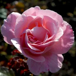 'Queen Elisabeth' Rosa X 'Queen Elisabeth' (Storblomstrende) A-Kvalitet,- Barrods Roser Min. 3 Grene