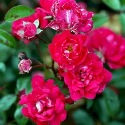 'Red Fairy' Rosa X 'Red Fairy' (Bunddækkerose) A-Kvalitet,- Barrods Roser Min. 3 Grene -GrønGlæde Salgsbutik p24097 51667 rosa x red fairy bunddaekkerose 4bbe