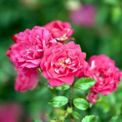 'Red Fairy' Rosa X 'Red Fairy' (Bunddækkerose) A-Kvalitet,- Barrods Roser Min. 3 Grene -GrønGlæde Salgsbutik p24097 51668 rosa x red fairy bunddaekkerose 1f42