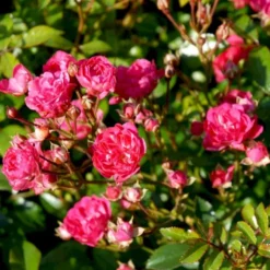 'Red Fairy' Rosa X 'Red Fairy' (Bunddækkerose) A-Kvalitet,- Barrods Roser Min. 3 Grene -GrønGlæde Salgsbutik p24097 51669 rosa x red fairy bunddaekkerose 70b3