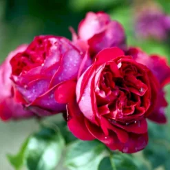 'Red Willestrup' Rosa X 'Red Willestrup' (Slyngrose) A-Kvalitet,- Barrods Roser Min. 3 Grene