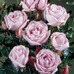 'Sandra™ Renaissance'® Rosa X 'Sandra™ Renaissance'® (Renaissancerose) A-Kvalitet,- Barrods Roser Min. 3 Grene -GrønGlæde Salgsbutik p24160 52200 rosa x sandra renaissance renaissancerose 42d7