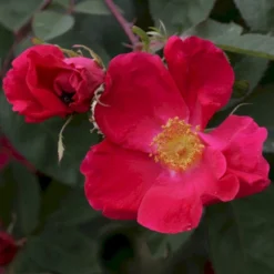 'Scharlachglut'® Rosa Gallica 'Scharlachglut'® (Gallicarose) A-Kvalitet,- Barrods Roser Min. 3 Grene -GrønGlæde Salgsbutik p24172 53649 rosa gallica scharlachglut gallicarose b8a2