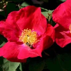 'Scharlachglut'® Rosa Gallica 'Scharlachglut'® (Gallicarose) A-Kvalitet,- Barrods Roser Min. 3 Grene -GrønGlæde Salgsbutik p24172 53650 rosa gallica scharlachglut gallicarose e1ec