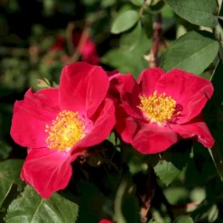 'Scharlachglut'® Rosa Gallica 'Scharlachglut'® (Gallicarose) A-Kvalitet,- Barrods Roser Min. 3 Grene -GrønGlæde Salgsbutik p24172 53651 rosa gallica scharlachglut gallicarose 7b26