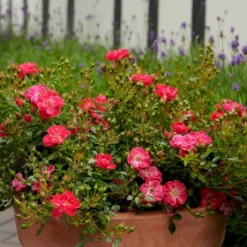 'Soft Cover'® Rosa X 'Soft Cover'® (Bunddækkerose) A-Kvalitet,- Barrods Roser Min. 3 Grene -GrønGlæde Salgsbutik p24206 51992 rosa x soft cover bunddaekkerose 4161