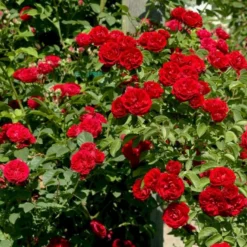 'Chevy Chase' Rosa Soyieana 'Chevy Chase' (Slyngrose) A-Kvalitet,- Barrods Roser Min. 3 Grene