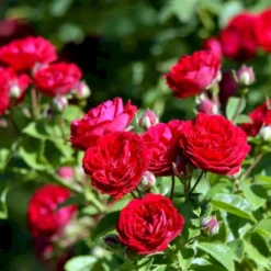 'Chevy Chase' Rosa Soyieana 'Chevy Chase' (Slyngrose) A-Kvalitet,- Barrods Roser Min. 3 Grene -GrønGlæde Salgsbutik p24220 52331 rosa soyieana chevy chase slyngrose f48b