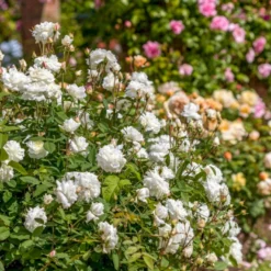 'Susan Williams-Ellis'™ Rosa 'Susan Williams-Ellis'™ (Engelsk Rose) A-Kvalitet,- Barrods Roser Min. 3 Grene -GrønGlæde Salgsbutik p24241 53144 rosa susan williams ellis engelsk rose 5e0a