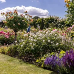 'Susan Williams-Ellis'™ Rosa 'Susan Williams-Ellis'™ (Engelsk Rose) A-Kvalitet,- Barrods Roser Min. 3 Grene -GrønGlæde Salgsbutik p24241 53146 rosa susan williams ellis engelsk rose 5952