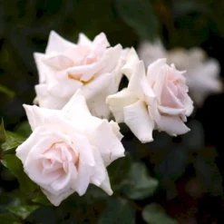 'Swan Lake' Rosa X 'Swan Lake' (Slyngrose) A-Kvalitet,- Barrods Roser Min. 3 Grene -GrønGlæde Salgsbutik p24243 52911 rosa x swan lake slyngrose 3040