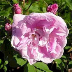 'Sweet Adeline' Rosa X 'Sweet Adeline' (Buskrose) A-Kvalitet,- Barrods Roser Min. 3 Grene