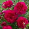 'Thomas á Becket' Rosa X 'Thomas á Becket' (Engelsk Rose) A-Kvalitet,- Barrods Roser Min. 3 Grene