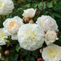 'Tranquillity' Rosa X 'Tranquillity' (Engelsk Rose) A-Kvalitet,- Barrods Roser Min. 3 Grene 9 'Tranquillity' Rosa X 'Tranquillity' (Engelsk Rose) A-Kvalitet,- Barrods Roser Min. 3 Grene -GrønGlæde Salgsbutik p24285 53227 rosa x tranquillity engelsk rose 19a1
